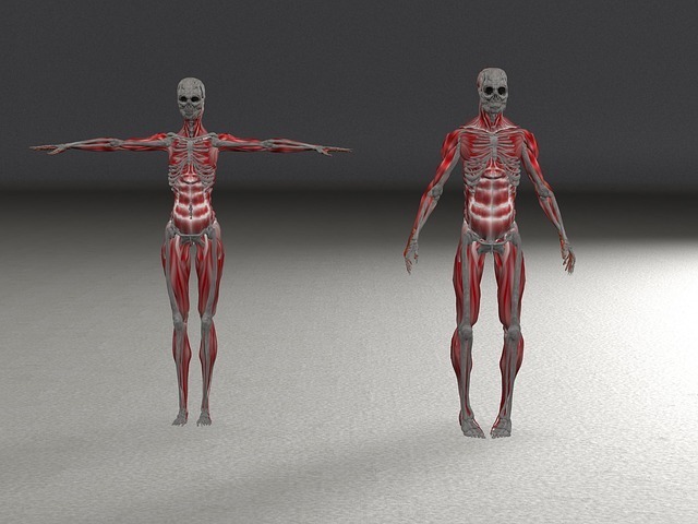 skeleton gb3cf89bfa 640 A musculoskeletal assessment nursing guide can help make your next nursing task easier. As a nurse, musculoskeletal assessment is an important part of your job. You need to identify when a patient has musculoskeletal problems and provide care.